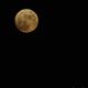 La lune rousse 2014...