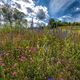 Wilde Blumenwiese