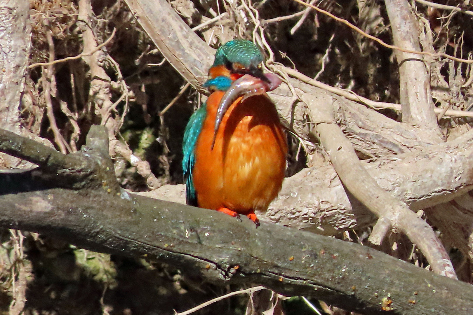 22212.Kingfisher-Eisvogel