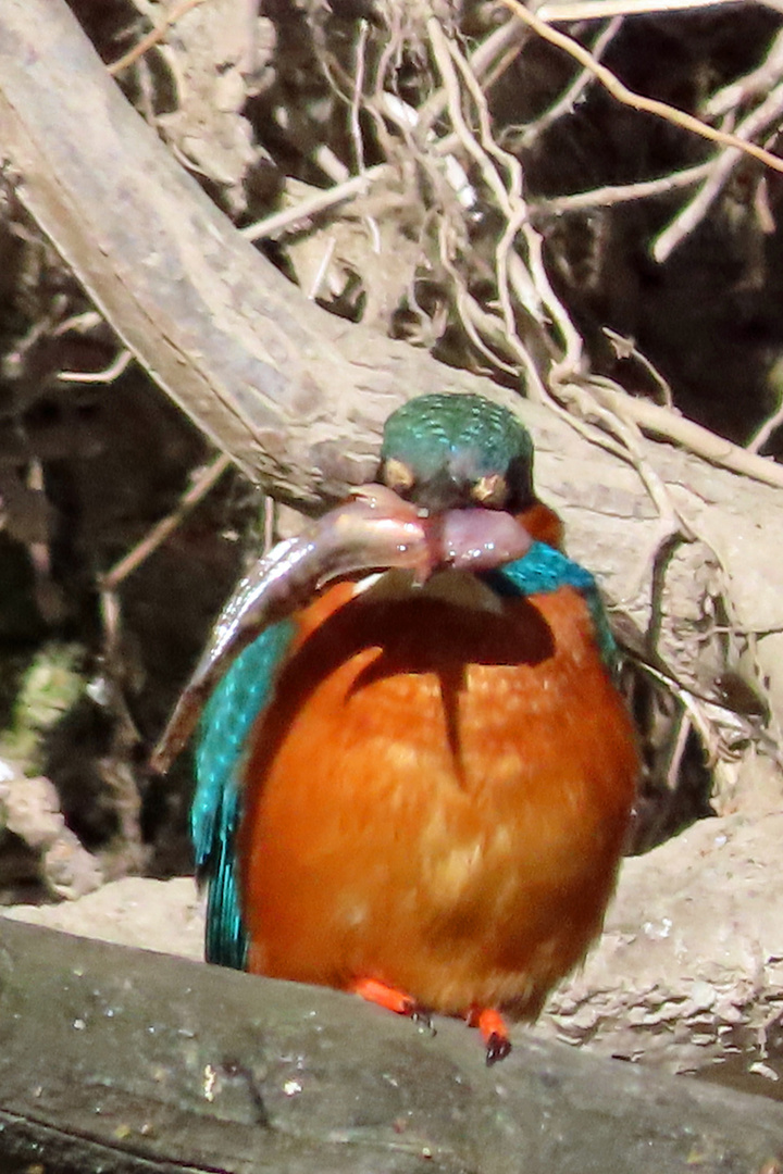 22213.zoom Eisvogel mit Fisch