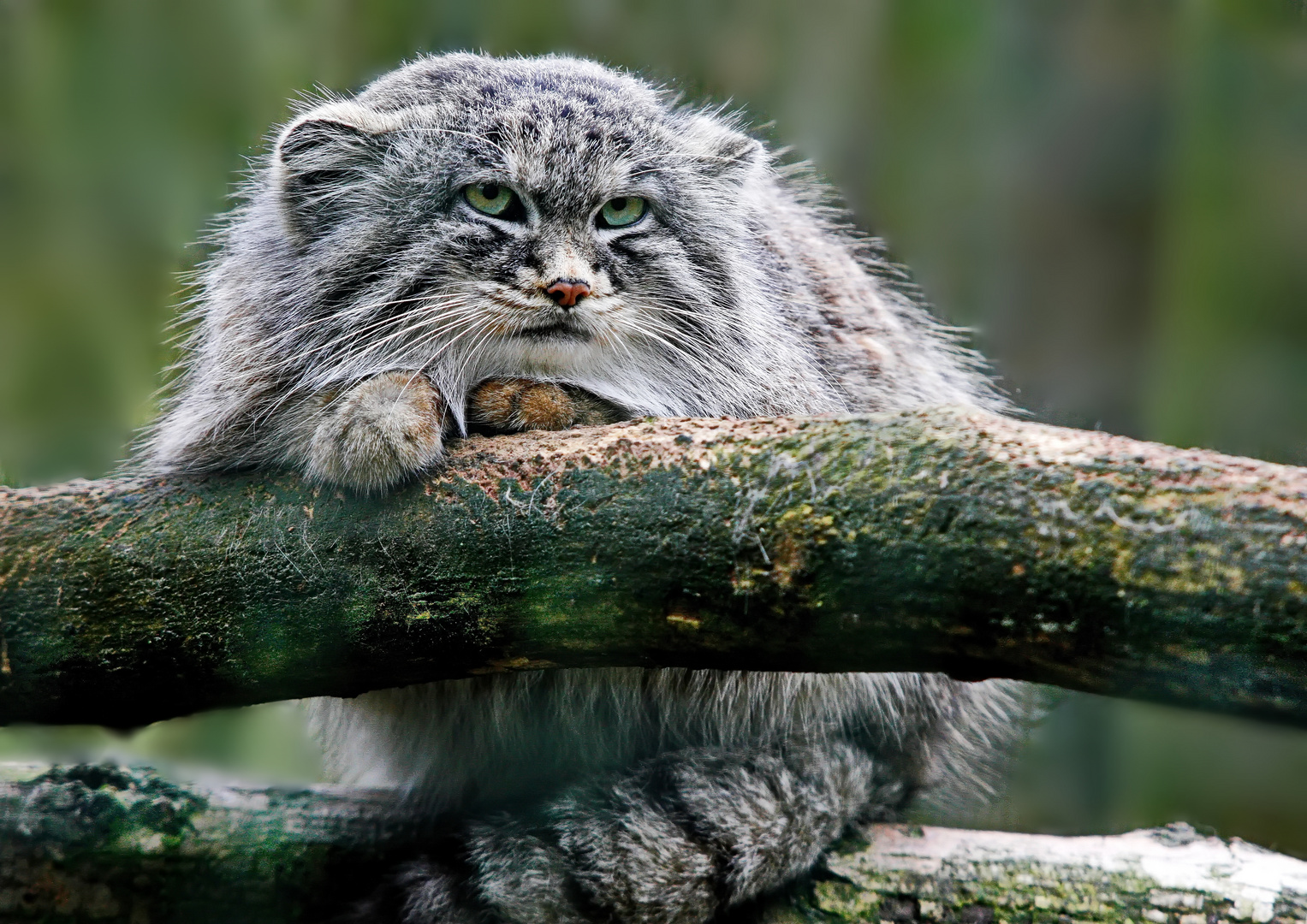 2230....chat de pallas ou manul