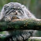 2230....chat de pallas ou manul