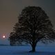 Blaue Stunde mit uraltem Baum