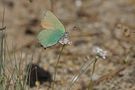 Grüner Zipfelfalter (Callophrys rubi) von Macro-Jones67