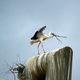 Storch beim Nestbau