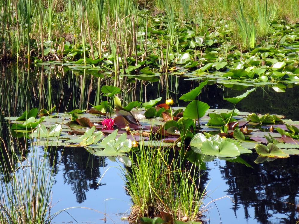 Beaver Lake - Seerosen - Vancouver, Kanada von ChristelKue