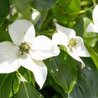 22/52 Cornus kousa