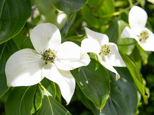 22/52 Cornus kousa