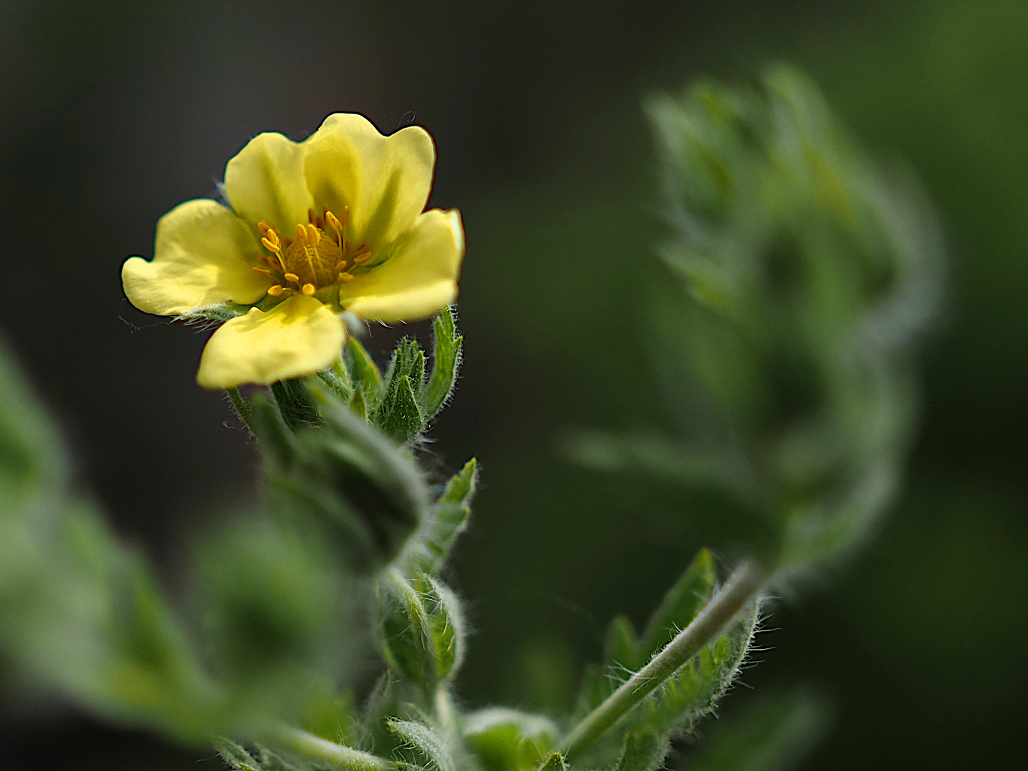 22/52: Wildblüten