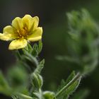 22/52: Wildblüten