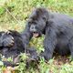 Gorilla Familie in Uganda