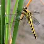 226 Libellenbesuch am Abend