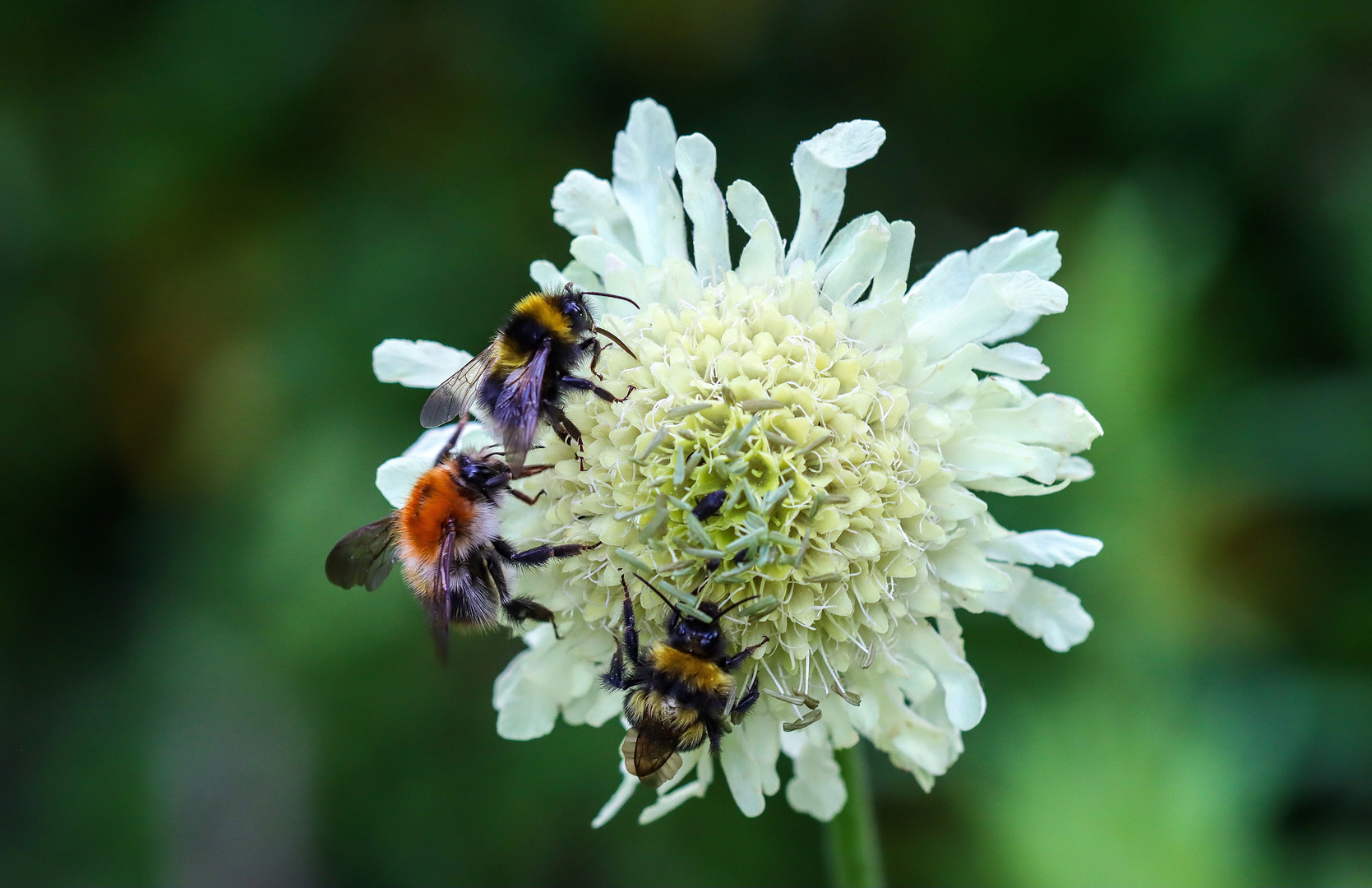 22659 Hummeln auf der Blüte des Riesenschuppenkopf