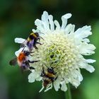 22659 Hummeln auf der Blüte des Riesenschuppenkopf