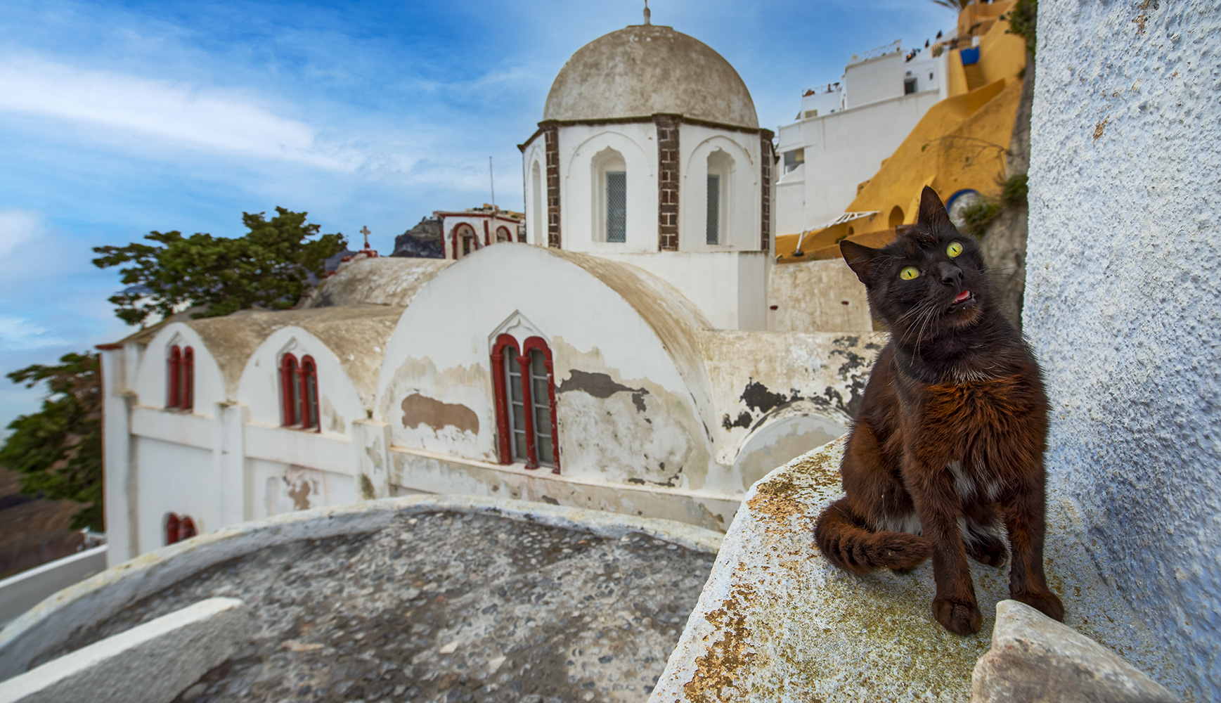 2265N Katze auf Santorin Griechenland