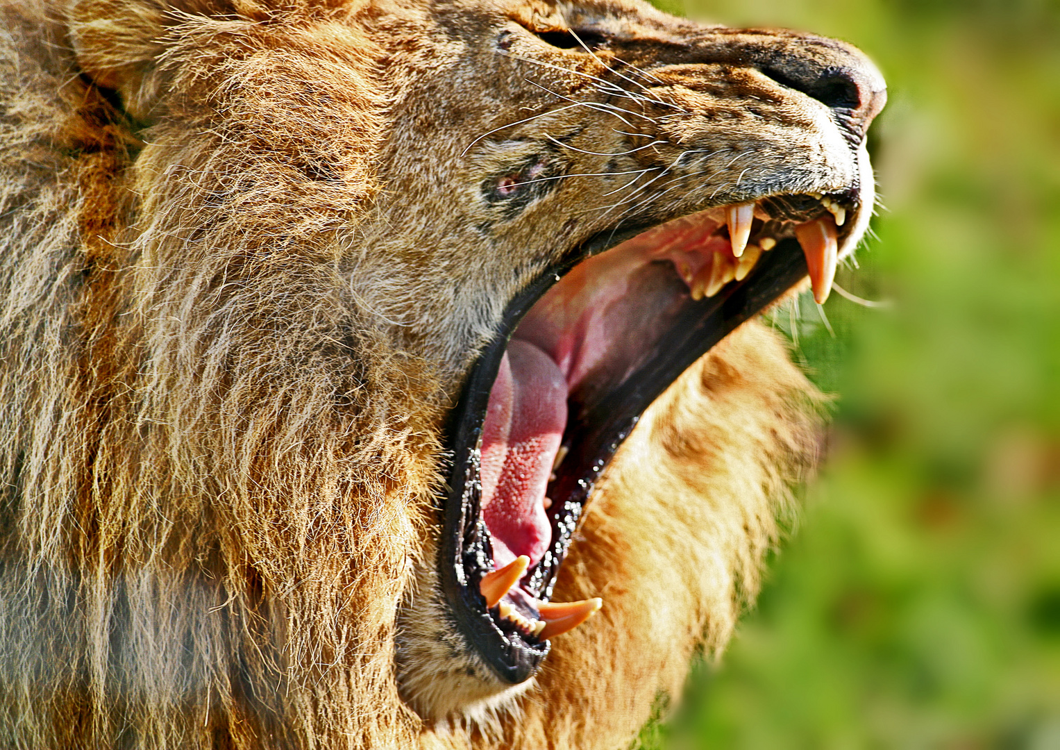 2271....le brâme du lion