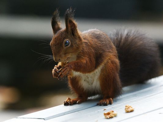 2272 ___ Herbstzeit ---