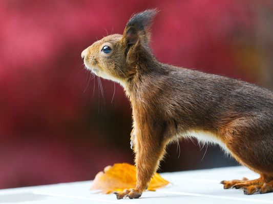 2274 ___ Herbstzeit ---