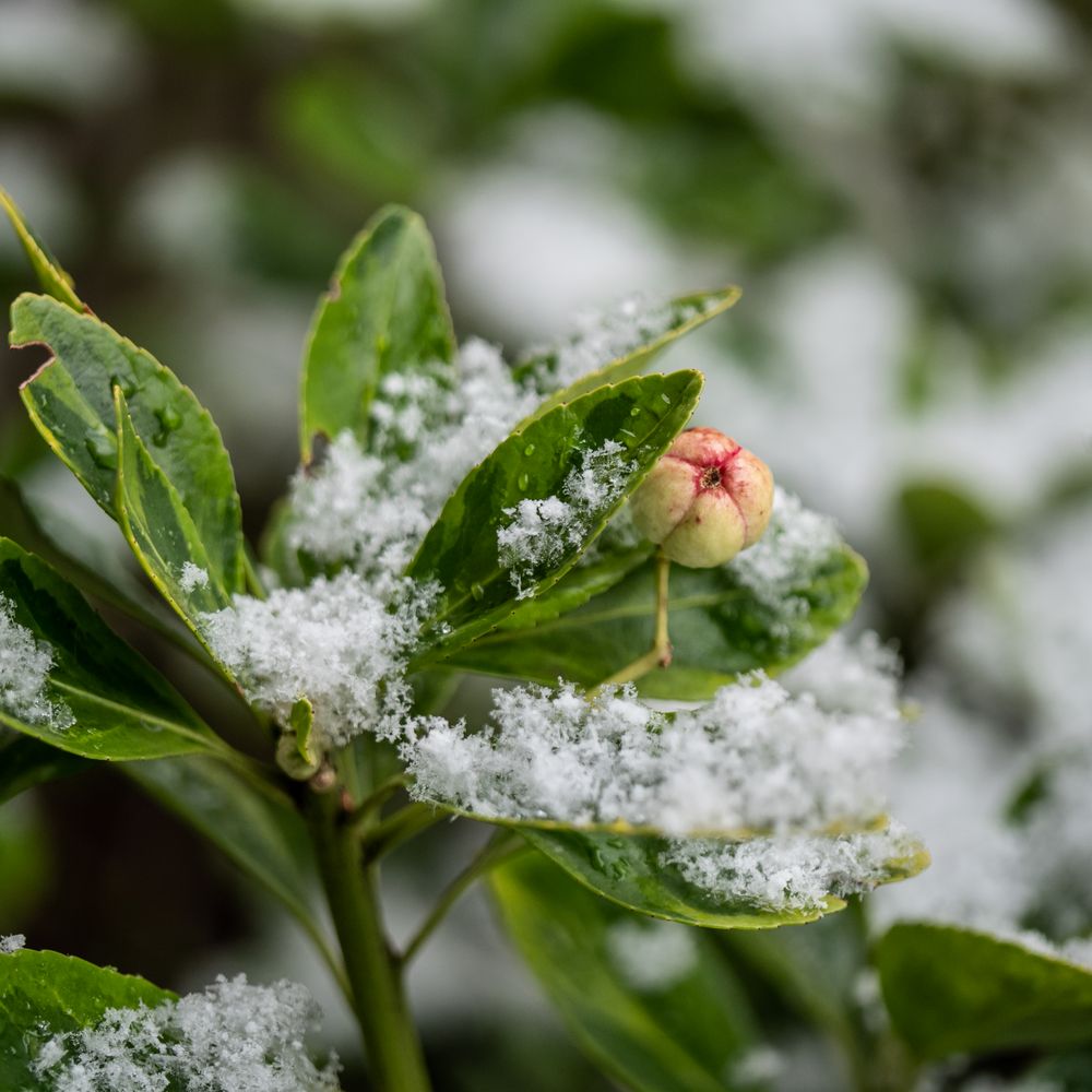 Blüte im Schnee von lichtgeschichten