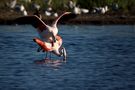 Paarung der Flamingos von Maria-L. Müller 