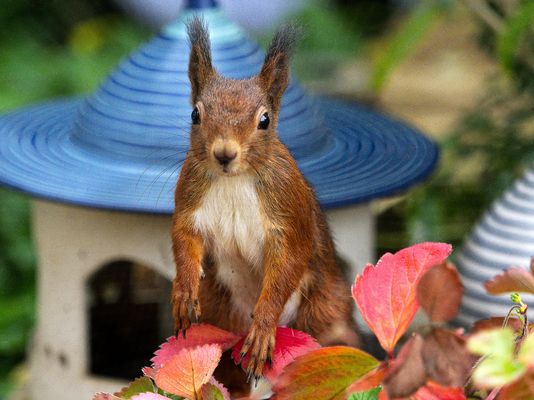 2284 ___ Herbstzeit ---