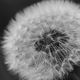 Pusteblume