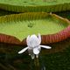 Mauritius - Seerose Victoria Regia im Pamplemousses Botanical Garden (Mrz 2017)