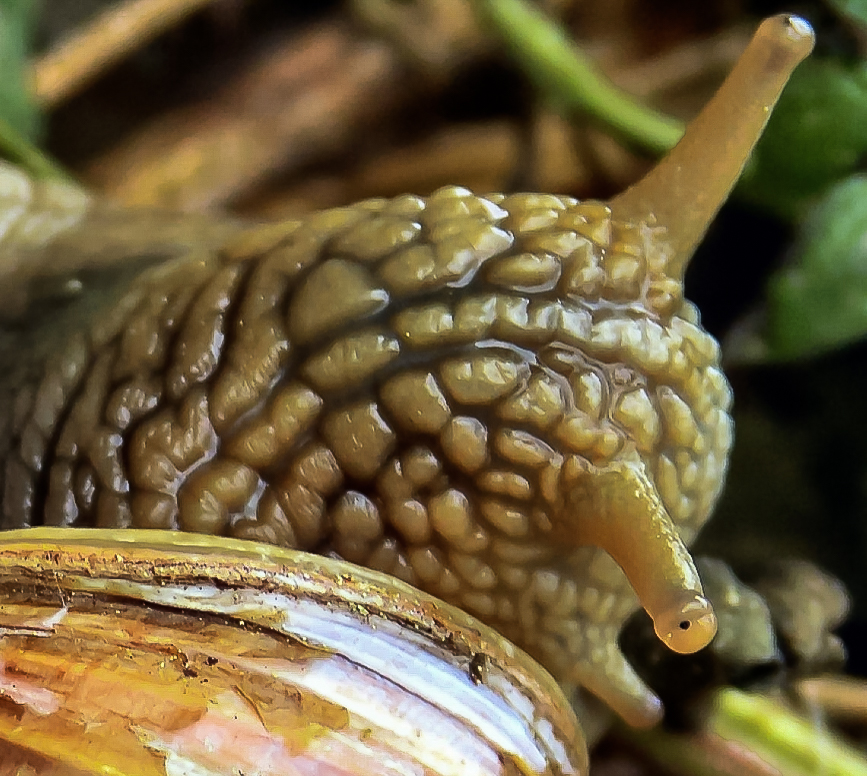 Weinbergschnecke  von Bonsaianer