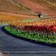 Herbst im Weinberg