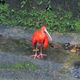 Verlaufen ? im Vogelpark