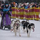 22.Internationales Schlittenhunderennen Frauenwald 2017 - II