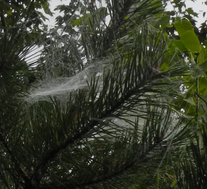 23-09-2017 Frühnebel-Spinnentau