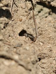 (23) Alte Bekannte: Megachile pilidens und Coelioxys afra