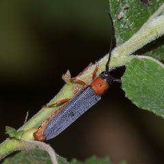 (2/3) Der Rothalsige Weidenbock oder Linienbock (Oberea oculata) ...