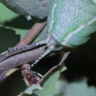 (23) Die Raupe des Großen Gabelschwanzes (Cerura vinula)