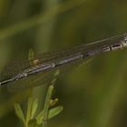 (2/3) Ein noch nicht ausgefärbtes Männchen der Hufeisen-Azurjungfer (Coenagrion puella)