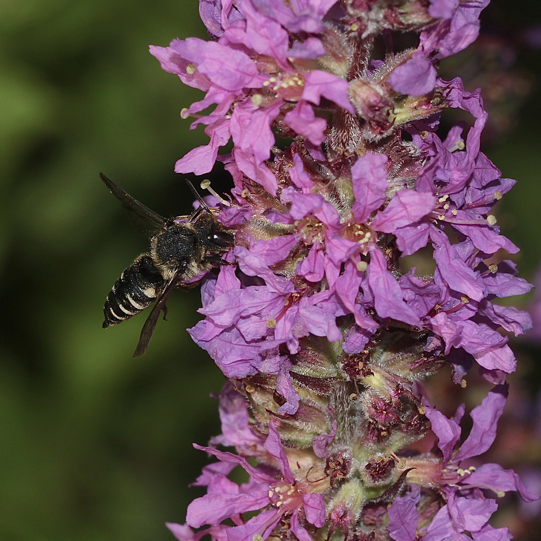 (2/3) Eine Kegelbiene (Gattung Coelioxys). Aber welche Art???***