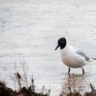 23 Mouette rieuse sous la pluie