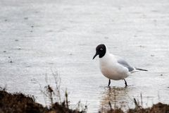 23 Mouette rieuse sous la pluie