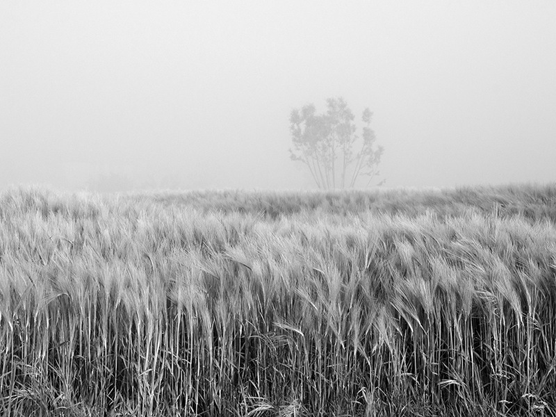 23 UNA CAREZZA DI PANE - Cristina Finotto (ilmondodiEliot)