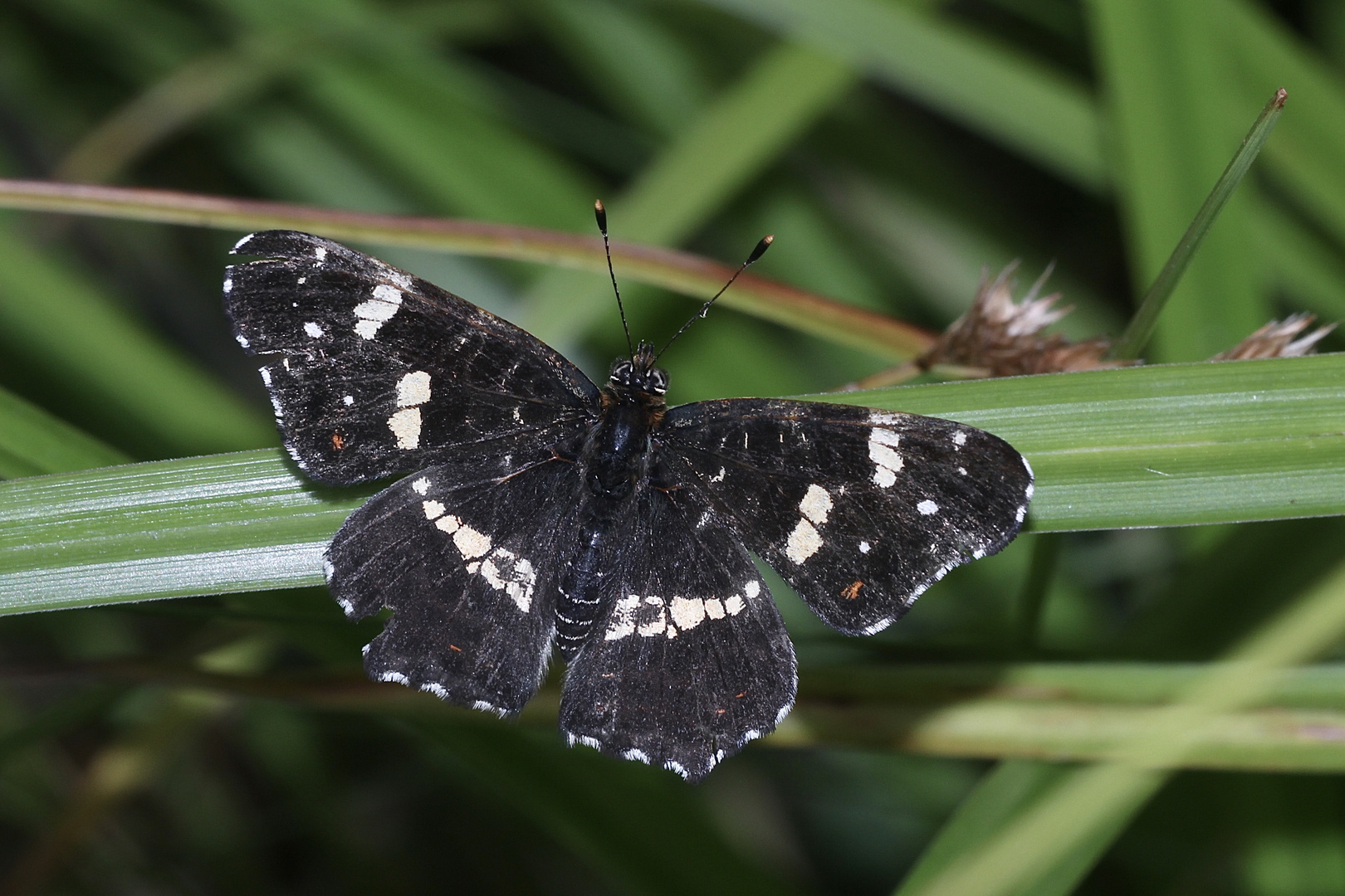 (23) Unterschiedliche Färbungen der Sommerform des Landkärtchens (Araschnia levana f. prorsa)