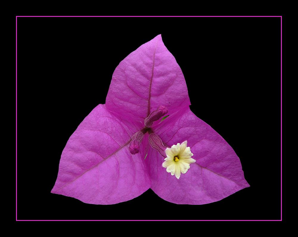 230 BOUGANVILLE Foto % Immagini| piante, fiori e funghi, fiori, natura