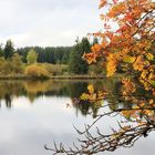 23005 Herbst am Urftweiher