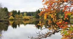 23005 Herbst am Urftweiher