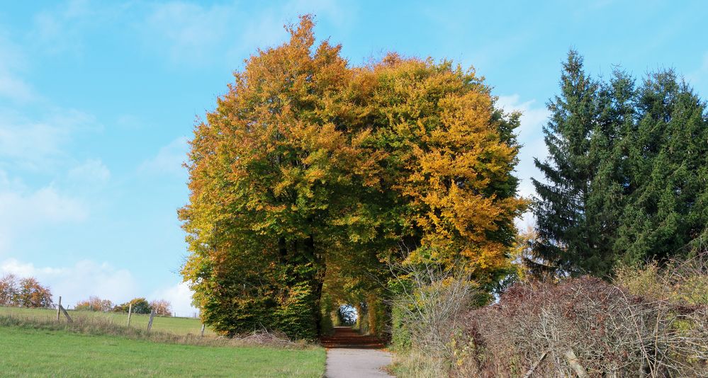 23023 Buchenheckenweg bei Kalterherberg