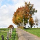 23025 Herbst an der Fucktenhecke