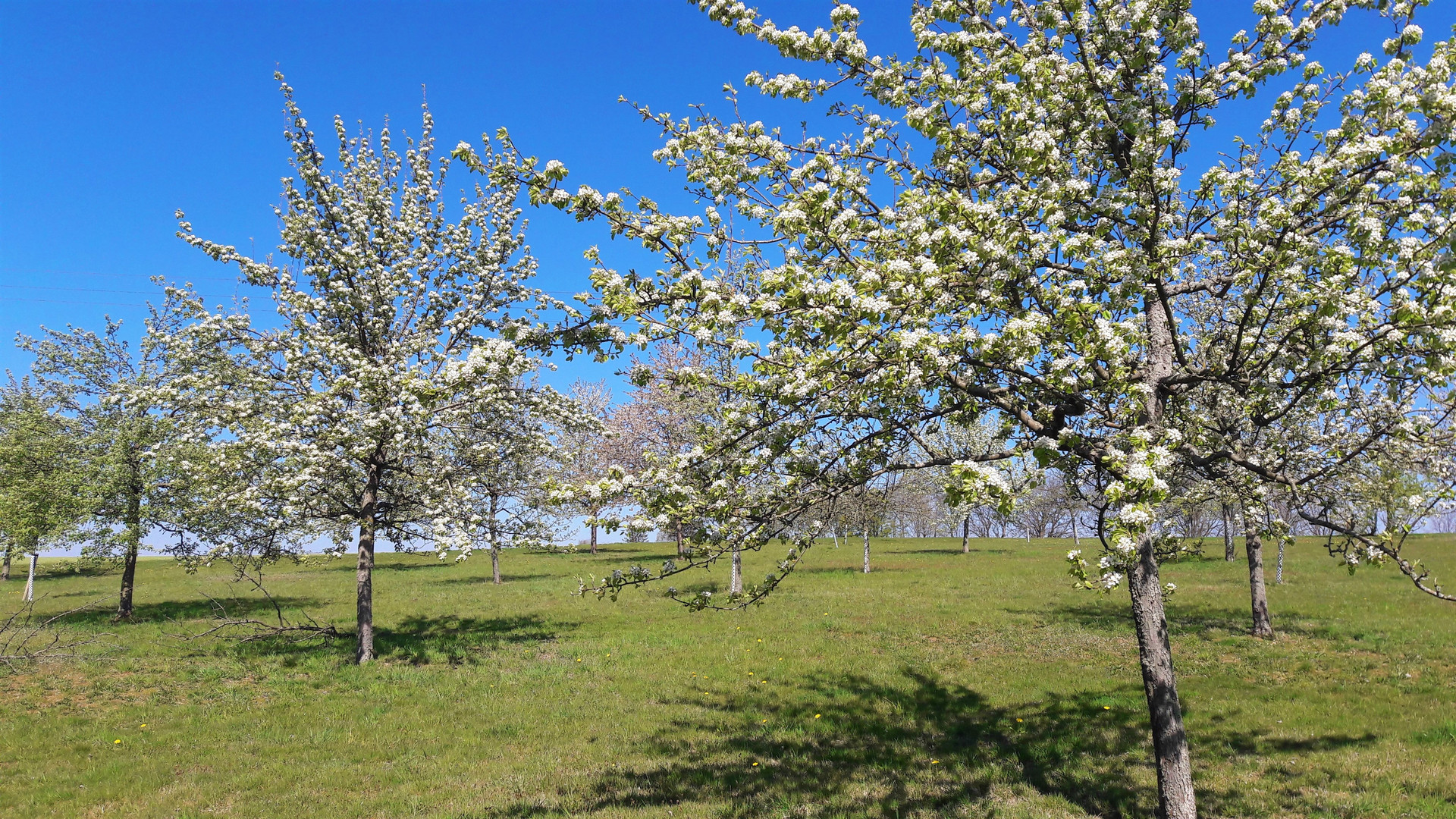 23.04.2020 Blühende Streuobstwiese so weit das Auge reicht