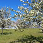 23.04.2020 Blühende Streuobstwiese so weit das Auge reicht