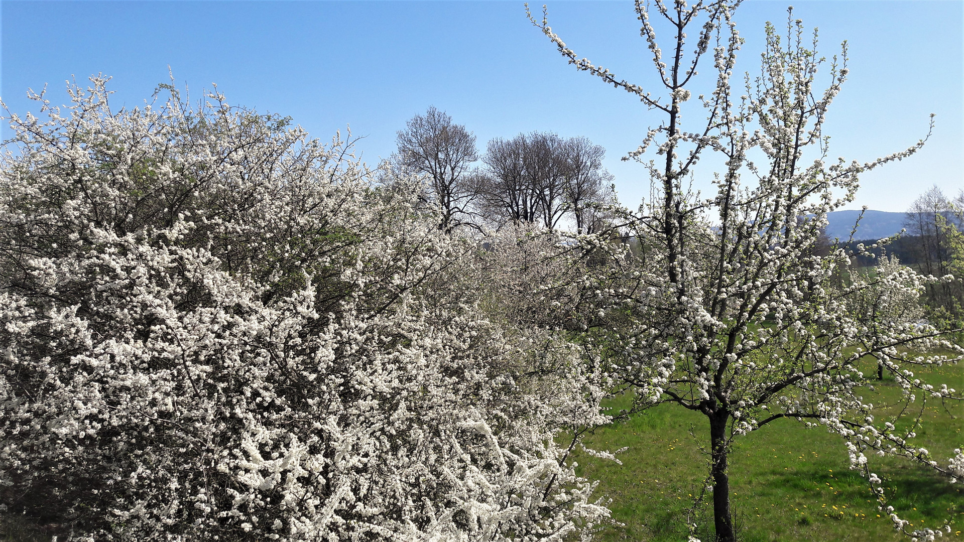 23.04.2020  Blütenpracht am Straßenrand