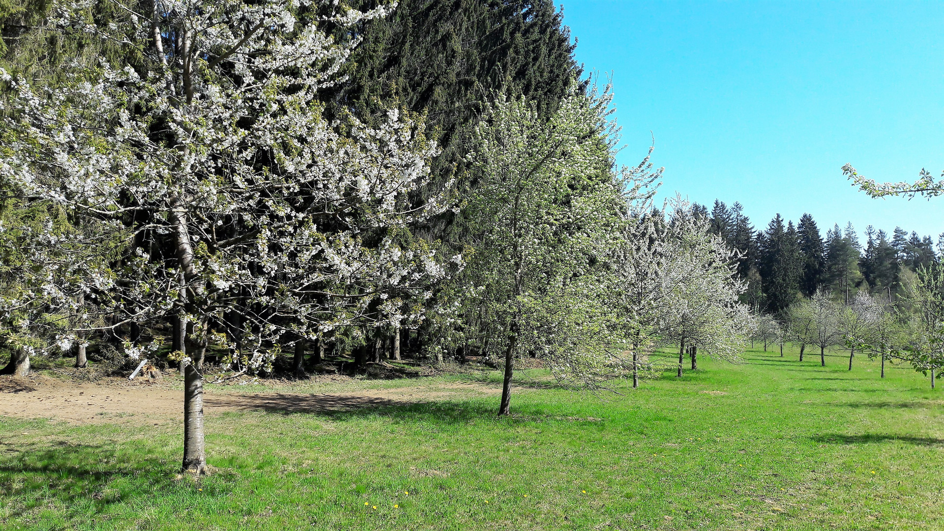 23.04.2020 Blütenweg am Waldrand